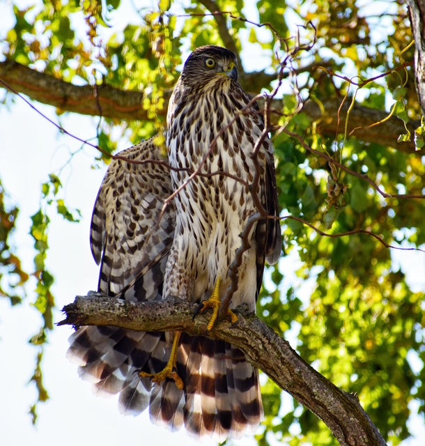 The Animals That Shape My Craft